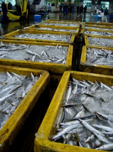 Kamasu (barracuda) Kamasu (barracuda)