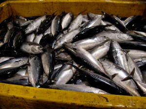 Saba (mackerel) Saba (mackerel)